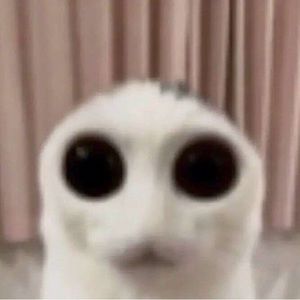 Meet your Posher, Jasper